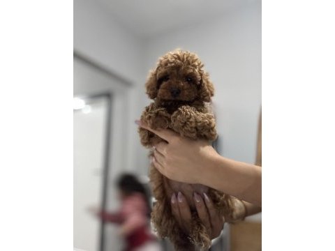 Üst düzey poodle bebekler