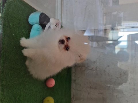 Show kalite pomeranian boo