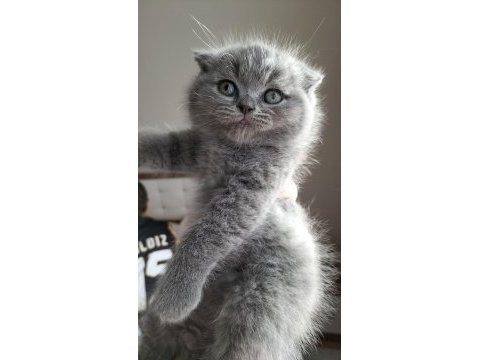 Scottish fold yavrular