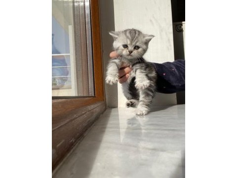 British cinsi yavrularımız teslime hazırdır