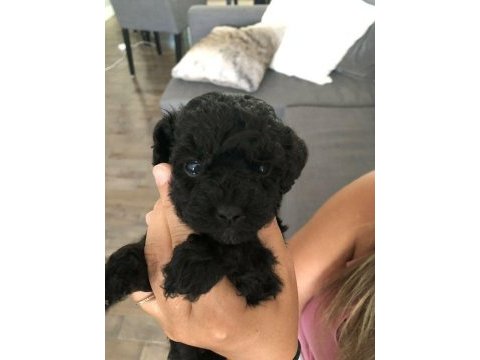 Yavru toy poodle bebekler