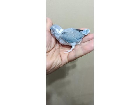 Pied cep papağanı forpus
