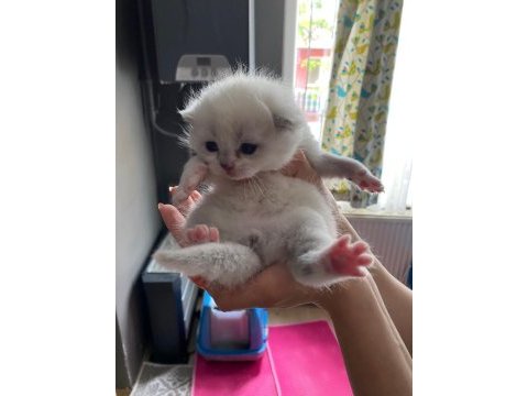 Minik british shorthair bebeklerim için yuva arıyorum