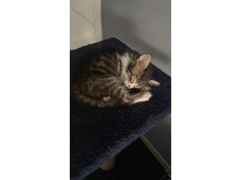 1.5 aylık erkek tekir kedimiz sütlü