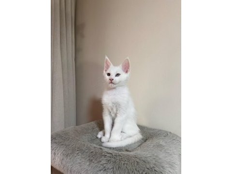 Saf kan şecereli beyaz aslanlar maine coon yavruları