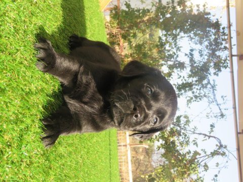 Fcı-kıf şecereli labrador retriever yavrularımız
