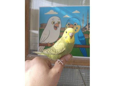 Rengarenk muhabbet kuşu yavrular