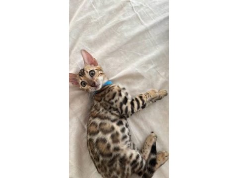 Bengal kedisi yavruları