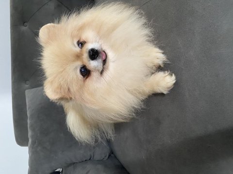 Teddy bear yurtdışı girişli pomeranian