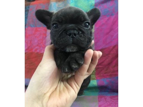 Orjinal a kalite french bulldog