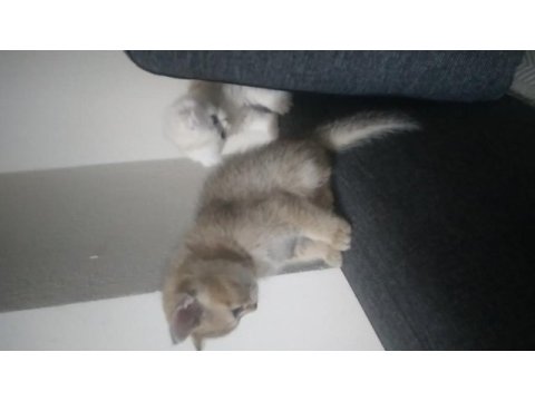 Paşa iki aylık british shorthair