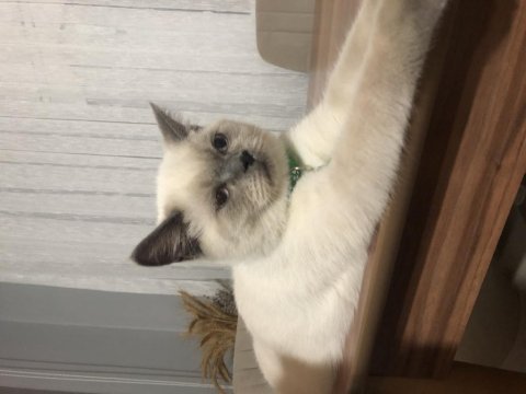 Uysal ve sevimli british shorthair