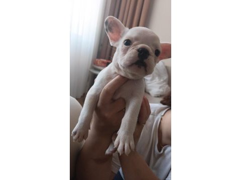 50 günlük fransız bulldog yavrularımız