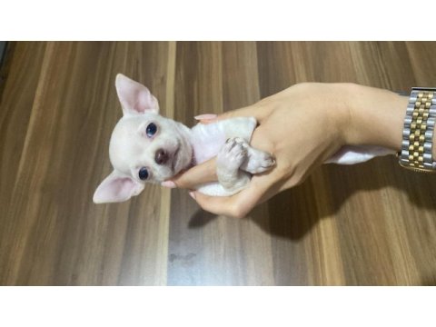 Acil chihuahua bebeklerimi sahiplendiriyorum acil