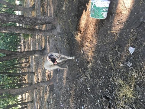 Çift kangal dişi erkek 7 aylık