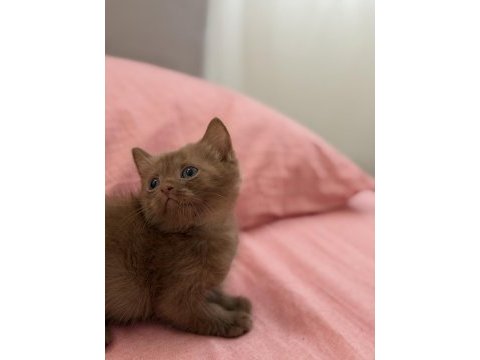 Cinnamon british shorthair