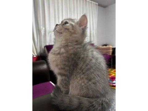 Yavru kedimiz sahiplendirilecek
