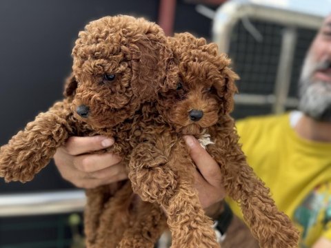 Show kalite redbrown kore toy poodle yavrular