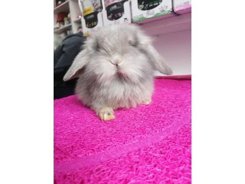Orjinal hollanda lop tavşan minikler