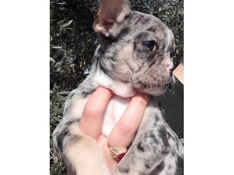 French bulldog merle tan