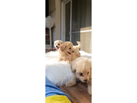 Maltipoo uygun