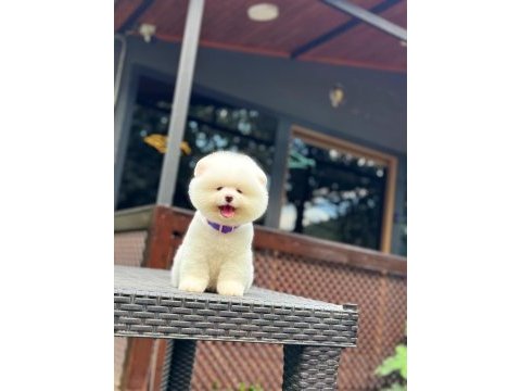 Yavru pomeranian boolarımız