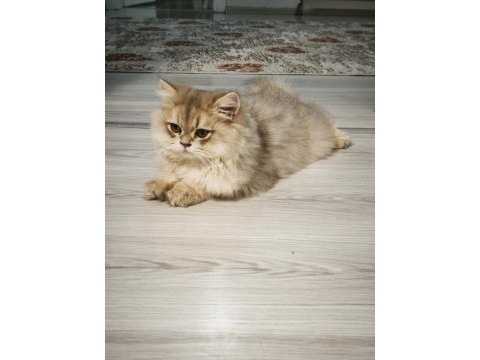 3 aylık british longhair şecereli safkan