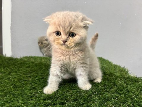 Lilac scottish fold yavrular