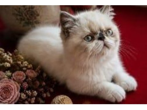 Safkan exotic shorthair bebekler yuvalarını arıyor