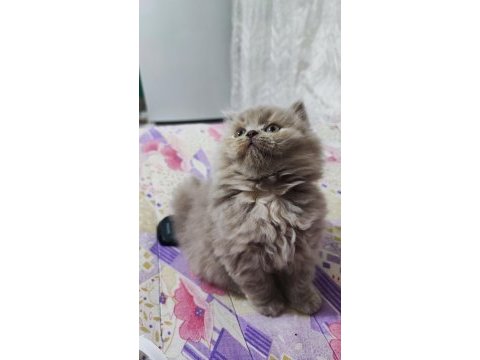 Prensesim ilansa british longhair