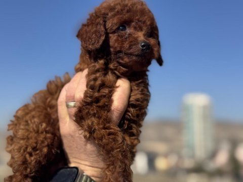 Wc eğitimli redbrown toy poodle yavrularımız