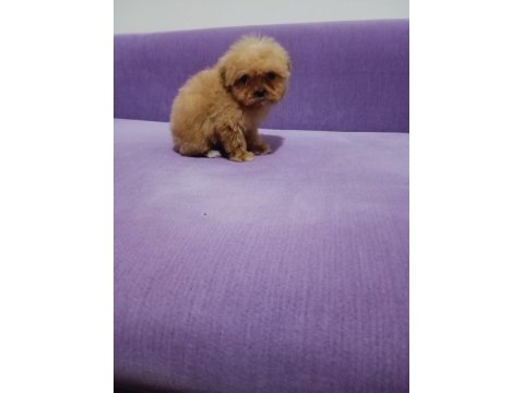 Mini boy tea cup maltipoo yavrumuz ırk garantili teslim