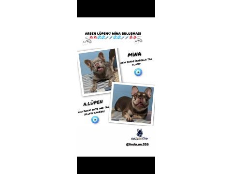 Rojo and tan french bulldog yavruları