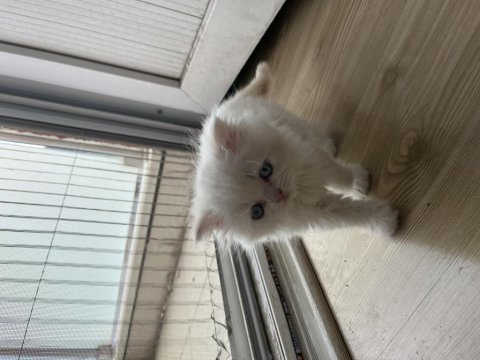 2 aylık scottish fold yavru
