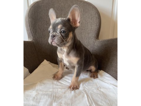 Ev bakımı french bulldog yavrularım