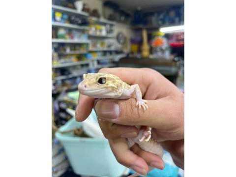 Leopar gecko