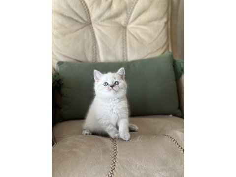 Ayı surat british shorthair güzel bebeklerim