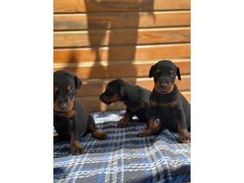Blue siyah kızıl doberman yavrularımız