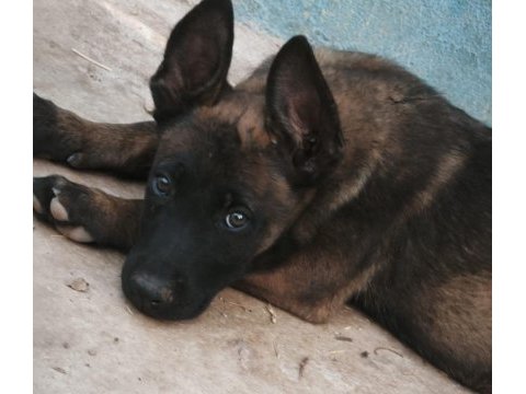 Dik kulaklı belçika kurdu yavrularımız mevcut