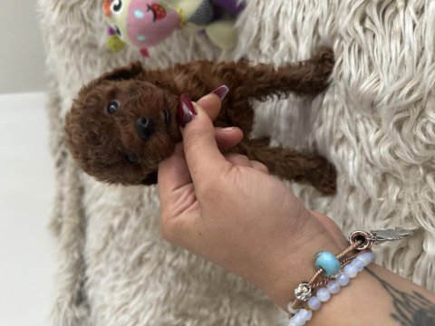 Kore toy poodle dark red brown