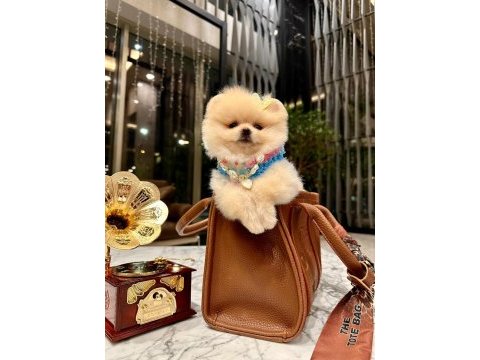 Prenses pomeranian kızımız mia