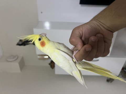Full evcill sultan papağanı limon
