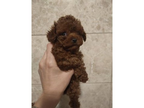 Kore poodle teacup baby face poodle yavrular