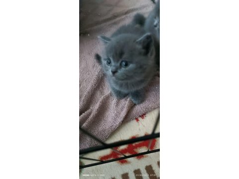 British shorthair safkan