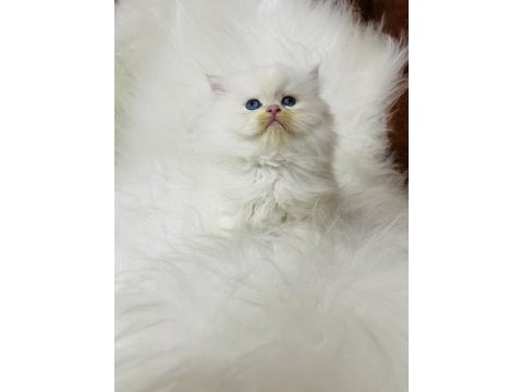 By1133 dişi iki aylık british longhair