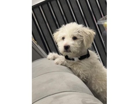 Maltipoo yavru aşıları tam oyuncu