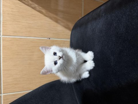 British shorthair prenses hazır