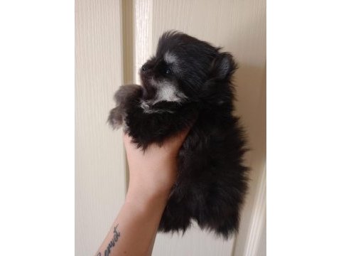 Özel renk bir minik pomeranian