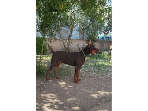 Dev doberman yavruları king