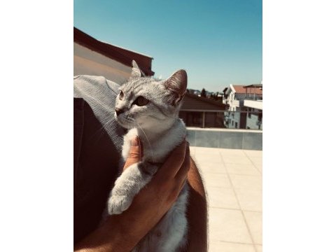 Kediye yuva olur musun